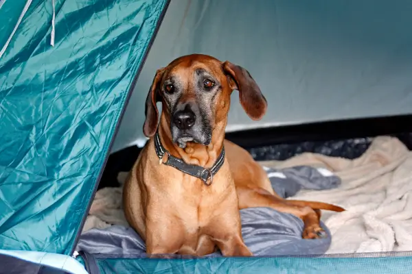 4 roteiros de camping ecológico pet-friendly para viajar com o seu melhor amigo no Brasil