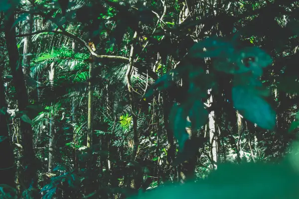 Lugares remotos para acampar com barraca na Floresta Amazônica